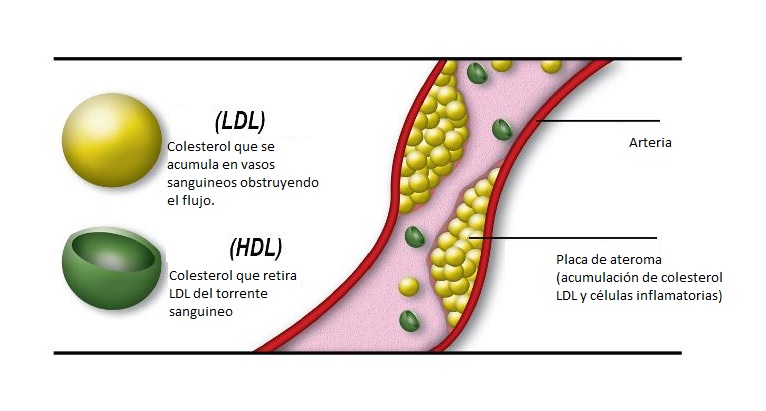 Colesterol Bueno y Colesterol Malo